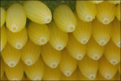 Pieris brassicae (Linnaeus, 1758) -  