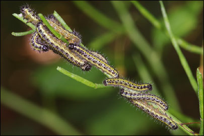 Pieris brassicae (Linnaeus, 1758) - ������� ����������