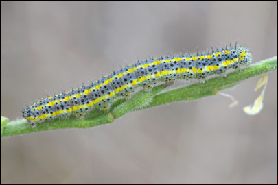 Pontia edusa (Fabricius, 1777) - ������� �����
