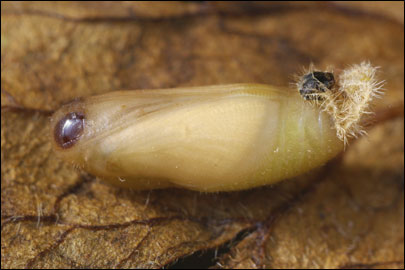 Aricia artaxerxes (Fabricius 1793) -  