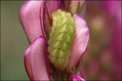 Callophrys rubi (Linnaeus, 1758) -  