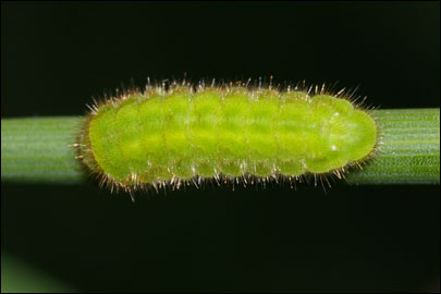 Callophrys rubi (Linnaeus, 1758) -  