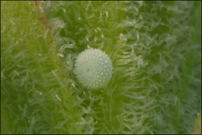 Celastrina argiolus (Linnaeus, 1758) -  