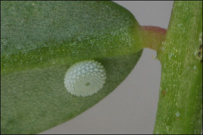Polyommatus bellargus (Rottemburg, 1775) -  