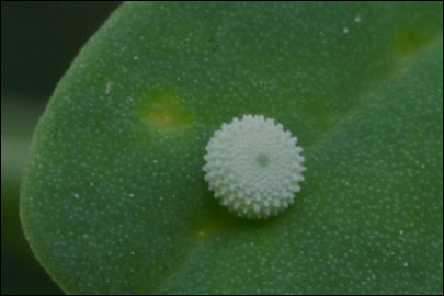 Polyommatus coridon (Poda, 1761) -  