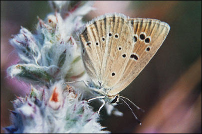 Polyommatus ripartii budashkini Kolev & de Prins, 1995 - Голубянка Рипарта
