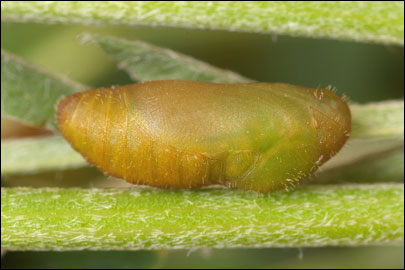 Polyommatus ripartii budashkini Kolev & de Prins, 1995 - Голубянка Рипарта