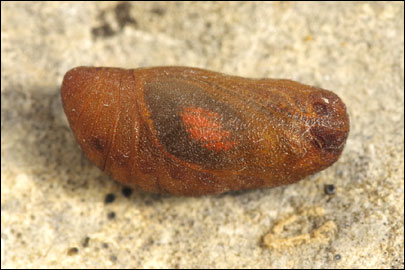 Tomares nogelii (Herrich-Schaffer, [1851]) - ��������� ������