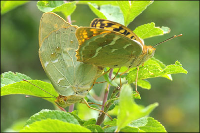 Argynnis pandora ([Denis & Schiffermuller], 1775) - ������������� �������