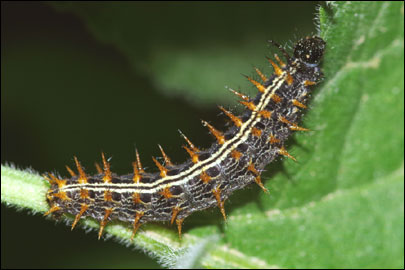 Argynnis paphia (Linnaeus, 1758) - ������������� �����