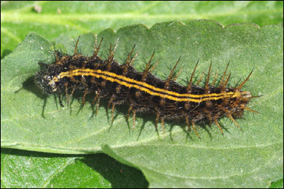 Argynnis paphia (Linnaeus, 1758) - ������������� �����