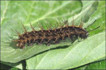 Argynnis paphia (Linnaeus, 1758) - ������������� �����