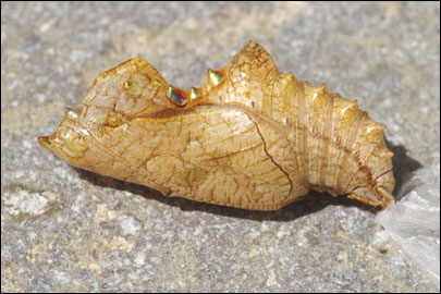 Argynnis paphia (Linnaeus, 1758) - ������������� �����