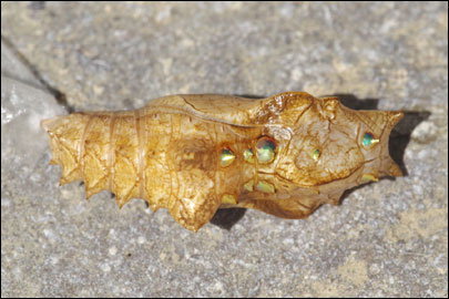 Argynnis paphia (Linnaeus, 1758) - ������������� �����
