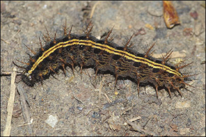 Argynnis paphia (Linnaeus, 1758) - ������������� �����