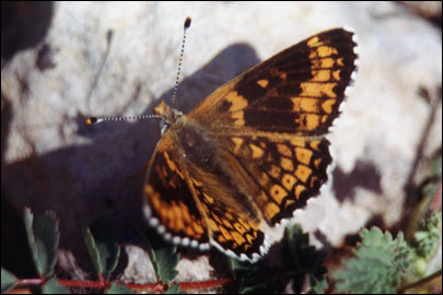Melitaea cinxia (Linnaeus, 1758) -  