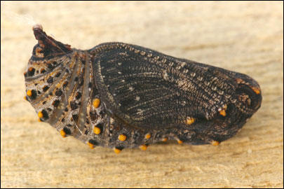 Melitaea cinxia (Linnaeus, 1758) - ��������� ����������