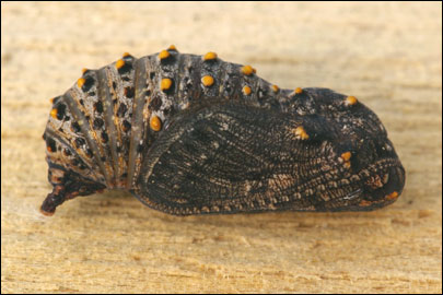 Melitaea cinxia (Linnaeus, 1758) - ��������� ����������