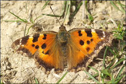 Nymphalis xanthomelas (Esper, [1781]) - ����� �����-�����