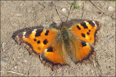 Nymphalis xanthomelas (Esper, [1781]) - ����� �����-�����