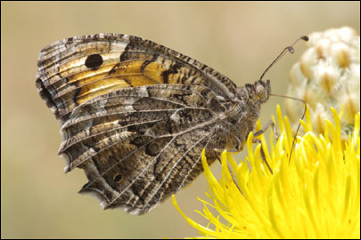 Chazara persephone (Hubner, [1805]) - ���������� ���������