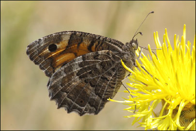 Chazara persephone (Hubner, [1805]) - ���������� ���������