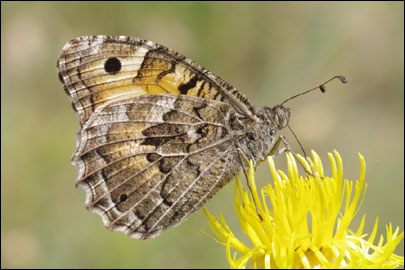 Chazara persephone (Hubner, [1805]) - ���������� ���������