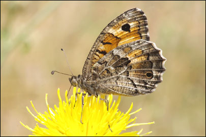 Chazara persephone (Hubner, [1805]) - ���������� ���������