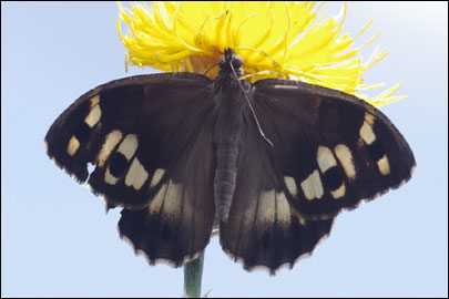 Chazara persephone (Hubner, [1805]) - ���������� ���������