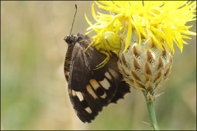 Chazara persephone (Hubner, [1805]) - ���������� ���������