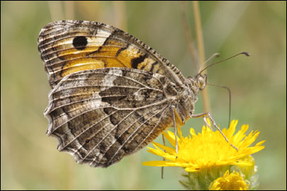 Chazara persephone (Hubner, [1805]) - ���������� ���������