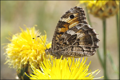Chazara persephone (Hubner, [1805]) - ���������� ���������