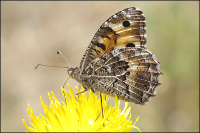 Chazara persephone (Hubner, [1805]) - ���������� ���������