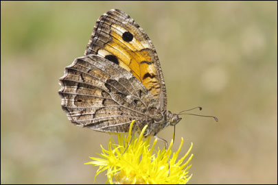 Chazara persephone (Hubner, [1805]) - ���������� ���������