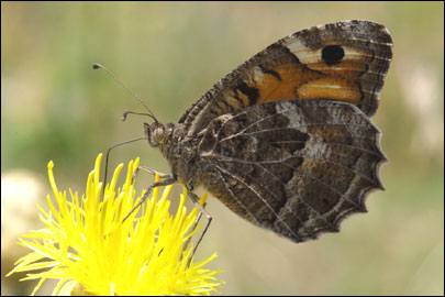 Chazara persephone (Hubner, [1805]) - ���������� ���������