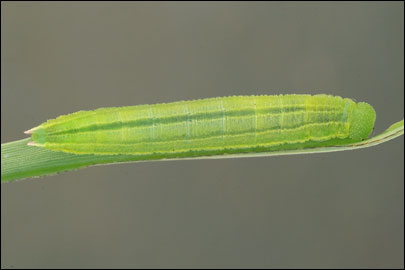 Coenonympha glycerion (Borkhausen, 1788) -  