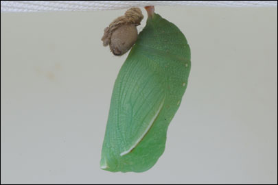 Coenonympha pamphilus (Linnaeus, 1758) -  