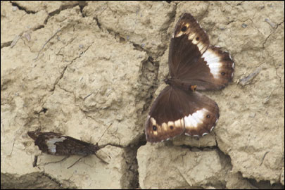 Hipparchia fagi (Scopoli, 1763) - ����� ������������