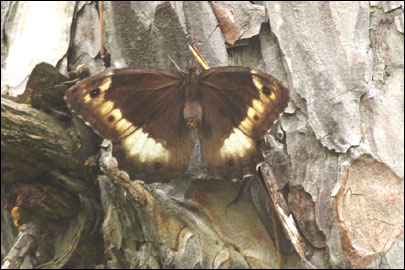 Hipparchia fagi (Scopoli, 1763) - ����� ������������