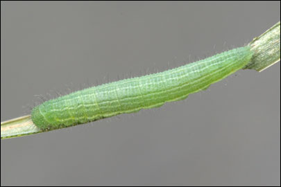 Lasiommata megera (Linnaeus, 1767) -  