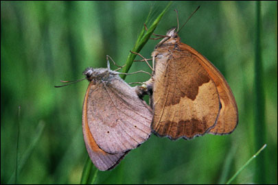 Maniola jurtina (Linnaeus, 1758) - ����� ��������