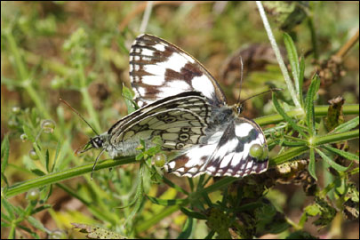 Melanargia galathea (Linnaeus, 1758) - ���������� �������