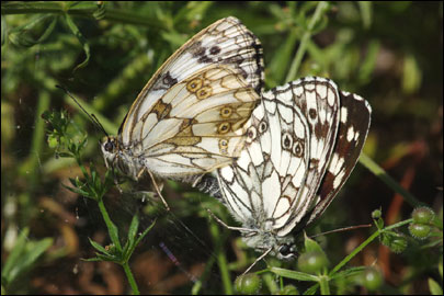 Melanargia galathea (Linnaeus, 1758) - ���������� �������