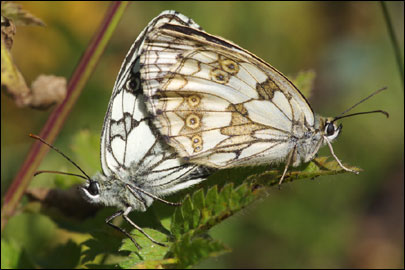 Melanargia galathea (Linnaeus, 1758) - ���������� �������