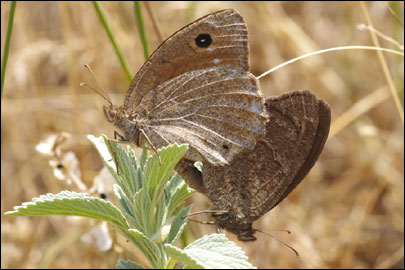 Satyrus ferula (Fabricius, 1793) - ����� ������