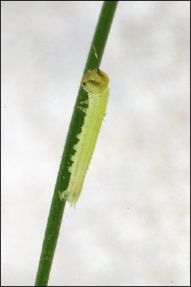 Triphysa phryne (Pallas, 1771) -  