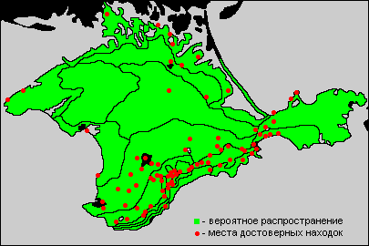 Issoria lathonia (Linnaeus, 1758) -  